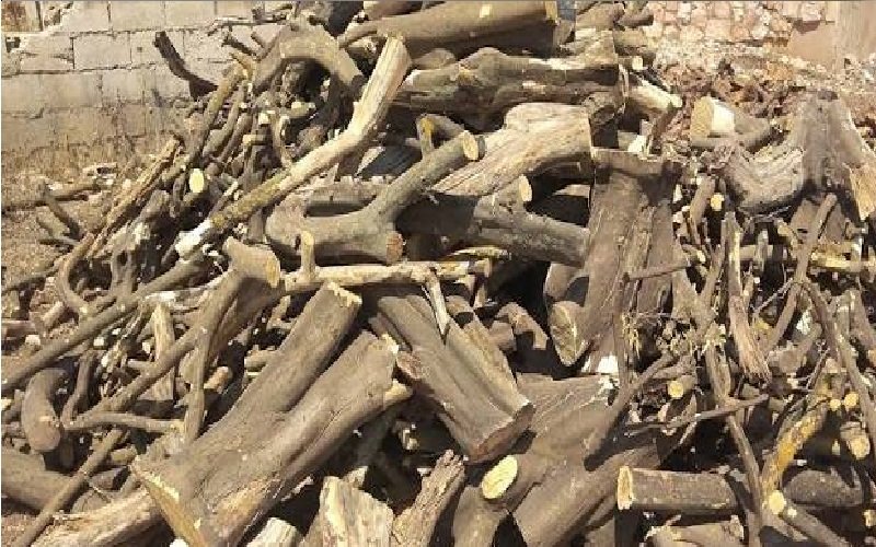 ضبط خمسة أطنان حطب واعتداء على أشجار حرجية معمرة في عجلون